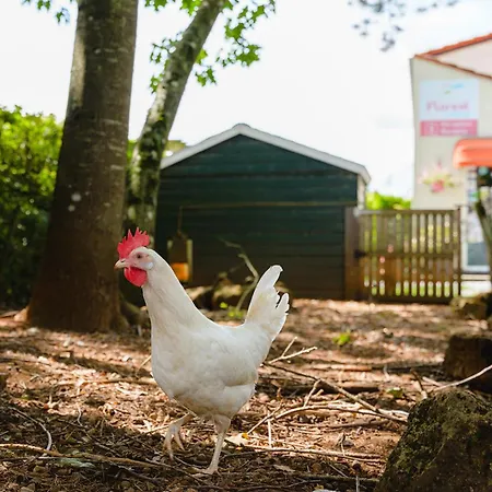 Glamping Οργανωμένο κάμπινγκ *